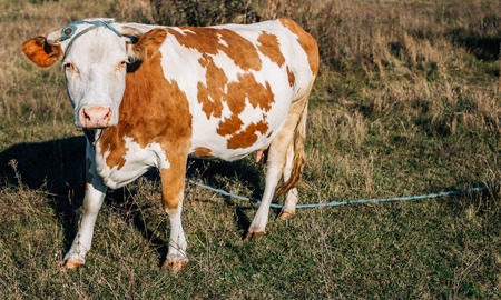 Cow on the autumn Field in the Countrysideの写真素材