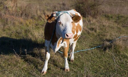 Cow on the autumn Field in the Countrysideの写真素材