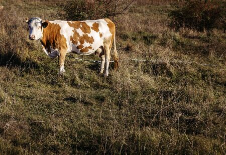 Cow on the autumn Field in the Countrysideの写真素材