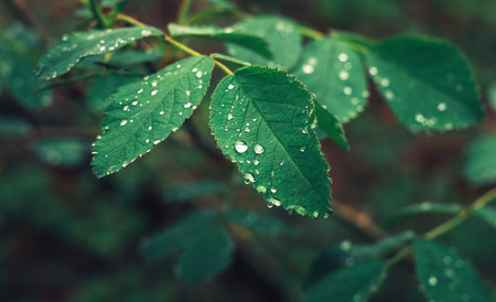 green leaves with drops of dew on a blurred background. free copy space. toned imageの写真素材