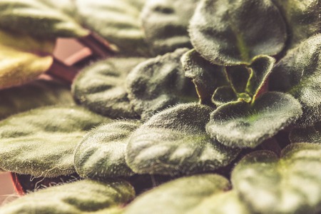 Macro photo home plant violet. Vintage toned picture with soft focus backgroundの写真素材