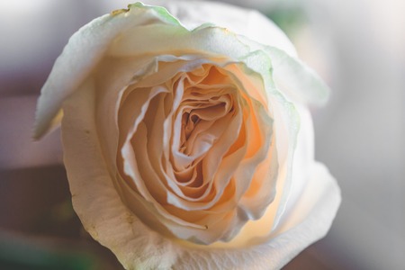 White rose background with shallow depth of field, macro photoの写真素材