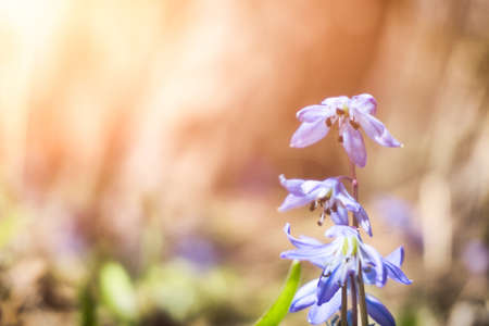 Beautiful blue flower in a spring forest on a blurred abstract background in warm tones with copyspaceの写真素材