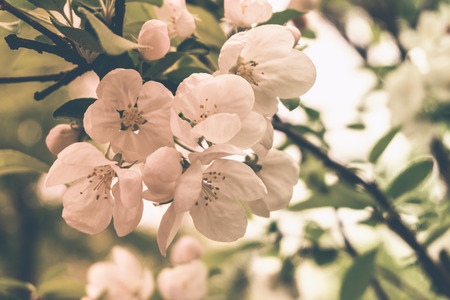 Flowers of a blossoming apple-tree on a branch on a blurred background, tonedの写真素材