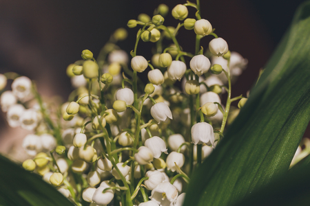 Beautiful bouquet of lilies of the valley close-up image, selective focusの写真素材