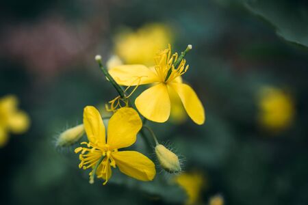 Yellow flowers on a green background, selective focus, macro photo, tonedの写真素材