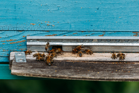 The bees fly into the blue hive, Beekeeping concept, selective focus
