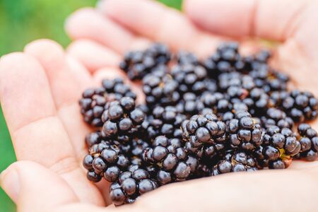 handful of fresh blackberries in the girl's hands, selective focusの写真素材