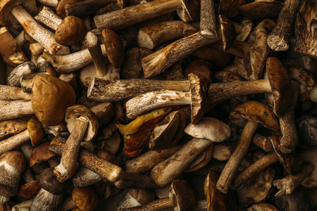 Fresh mushrooms background, pattern, dark contrast photo set of mushroomsの写真素材