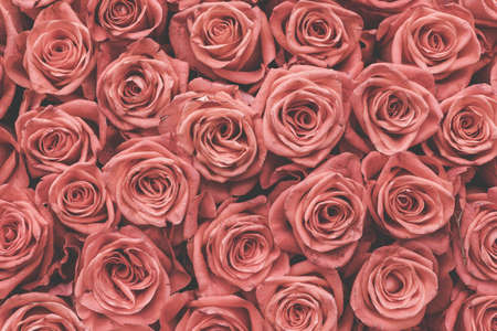 Natural pink roses background - vintage tonedの写真素材