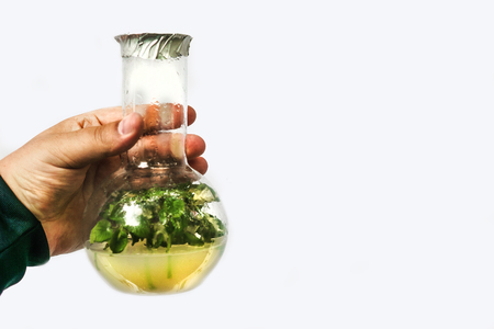Man hand holds test tubes with microplants of cloned plant in nutrient medium, micropropagation technology in vitro. White background for copy spaceの写真素材