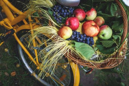 Wicker basket with fruit on a yellow hipster bicycle, autumn picnic in nature with a healthy diet, selective focus, tonedの写真素材