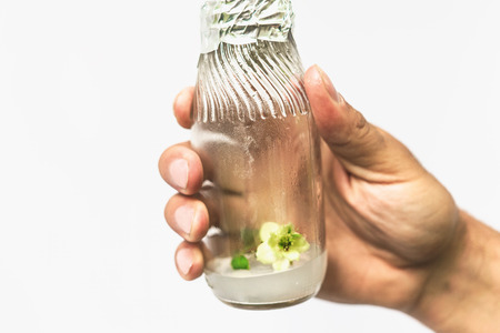 Biotechnology concept with scientist hand holds test tube with in vitro cloned micro plant in lab, copy spaceの写真素材
