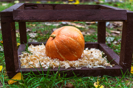 Autumn Pumpkin in a wooden square on sawdust, selective focusの写真素材