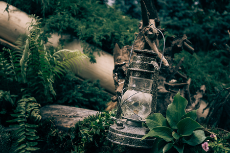 Vintage kerosene oil lantern lamp among green plants in wood and forest, copy space, tonedの写真素材