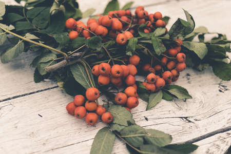 Rowan berries with leaves on white wooden background, closeup, tonedの写真素材