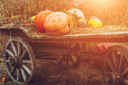 A lot of pumpkins on rustic wooden cart on a hay background,  solar filter, harvesting conceptの写真素材