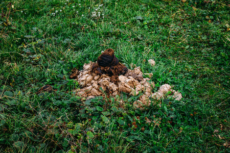 Feces of horses close up. Feces of horse on green summer grassの写真素材