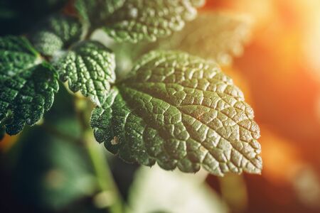 Green leaf plant in sunlight , foliage background, macro photo, selective focusの写真素材