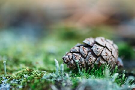 Beautiful color Christmas pine cone on green  grass, selective focus with blurred nature background for copy space, macro photoの写真素材