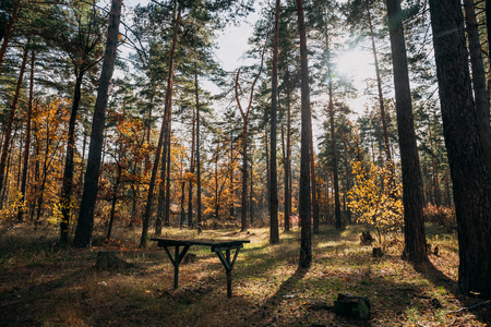 Autumn forest with rays of sun, tonedの写真素材