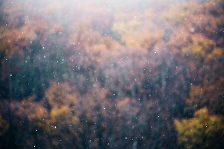 Blurred background of autumn trees in snowfall, tonedの写真素材