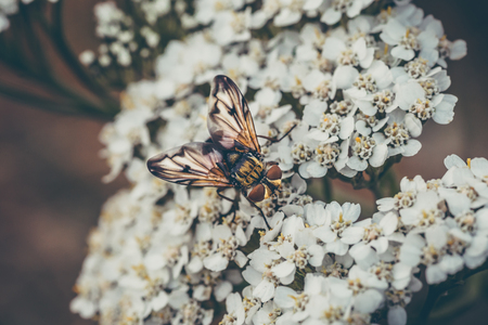 Macro shot of small beetle sitting on white flowers, selective focus, tonedの写真素材