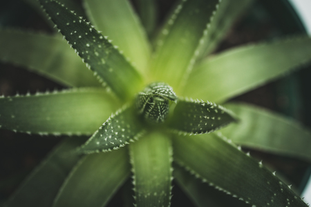 Aloe vera, plant for skin care and cosmetic, selective focus, macro, top viewの写真素材