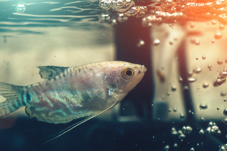 Fish in aquarium with bubbles, underwater macro shot and light effect, tonedの写真素材