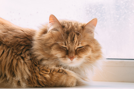 Cute fluffy ginger cat sleep and relax, muzzle portrait close upの写真素材