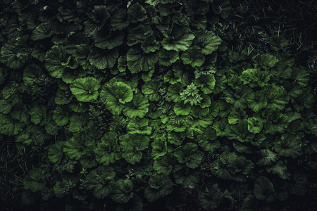 Dark spring green leaf nature backgrond,  top view, tonedの写真素材