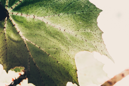 Green plant texture, Begonia leaf, macro shot. Nature background, spring flora concept, tonedの写真素材