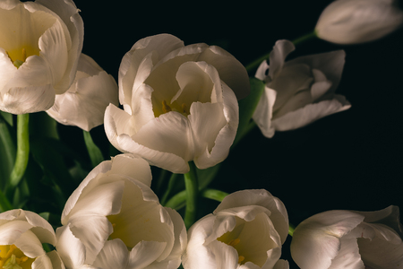 White Tulip flowers on black background, macro photo, tonedの写真素材