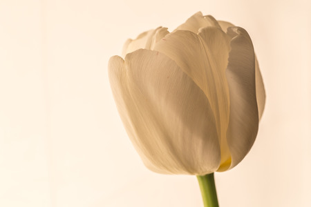 White tulip flower on white background, close up macro photo, vintage tonedの写真素材