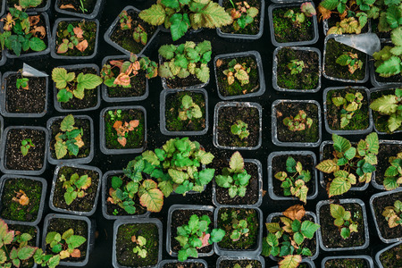 Strawberry seedlings in plastic boxes, top view, in modern hydroponic greenhouse for cultivation of...