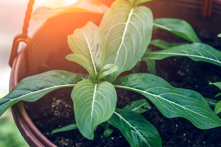 Green plant background, decorative or ornamental plant in greenhouse close up, macro shot with sunlight effectの写真素材