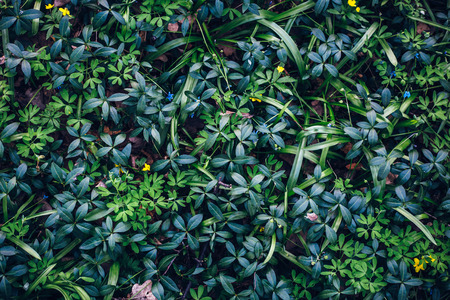 Green grass and spring plants on nature meadow, top view, tonedの写真素材