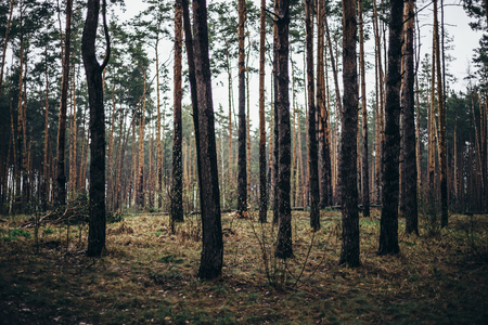 Coniferous forest with mast pines in rainy weather, moody tonedの写真素材