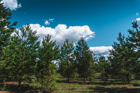 Young coniferous forest with small pine trees at sunny day with blue sky and clouds, tonedの写真素材