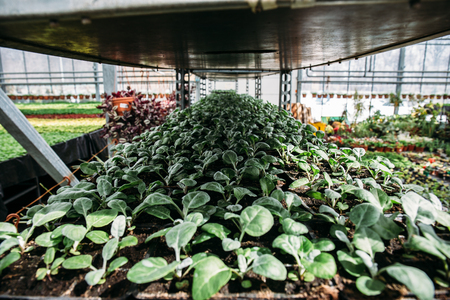 Cineraria in greenhouse or hothouse. Cultivating of plants for decorative gardeningの写真素材