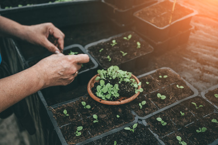 Gardener working with seedlings of decorative plants and soil in agricultural cultivation greenhouse or hothouse, close up of female handsの写真素材