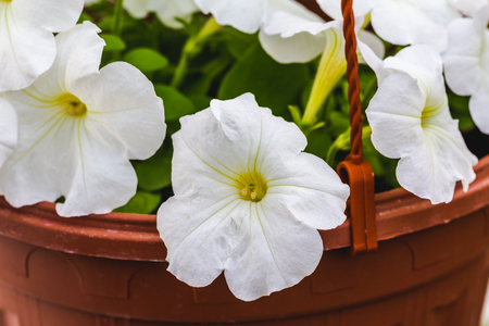 Macro shot of blooming white petunia flowers in pot, close upの写真素材