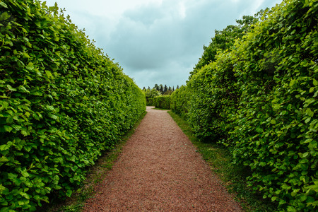 Green plant hedge, pathway in garden or park, corridor perspective view, landscape design concept,...