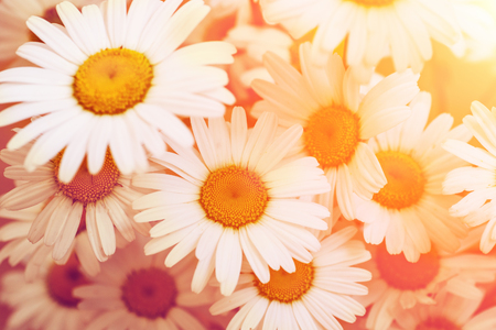 Chamomile or camomile flowers in sunlight, organic nature blossom flowers background, tonedの写真素材