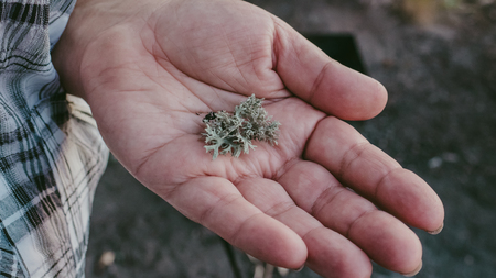 Parmelia sulcata - lichen growing on trunks of trees in human hand, selective focus