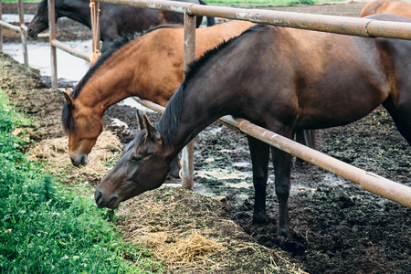 Beautiful horses in pen on farm eat hay, cute domestic animal in livestock in rural countryside, tonedの写真素材