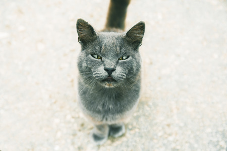 Cute grey cat looking at camera, selective focus in muzzle with narrow eyes, close up