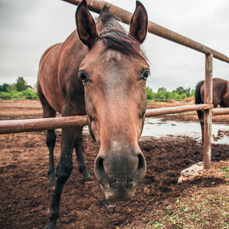 Horse head looks at camera, horse in pen, wide angle view, close upの写真素材