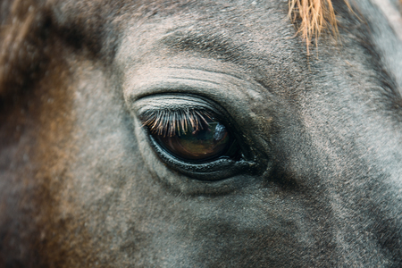 Big black sad eye of a beautiful dark horse close-upの写真素材