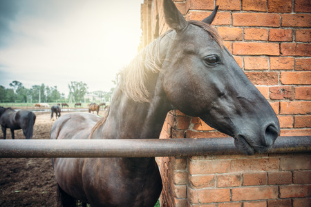 Beautiful dark stallion horse in paddock on farm, tonedの写真素材